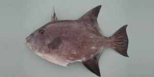 Fambil  Scientific name: Canthidermis maculatus  Family: Balistidae  Species: Demersais