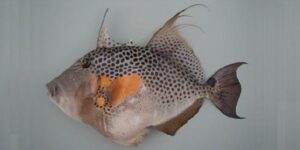 Fambil, Peixe-burro  Scientific name: Balistidae punctatus  Family: Balistidae  Species: Demersais