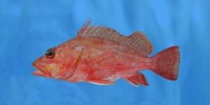 Fanhama  Scientific name: Pontinus kuhlii  Family: Scorpaenidae  Species: Demersais
