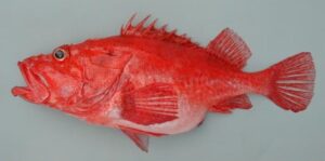 Fanhama  Scientific name: Neomerinthe folgori  Family: Scorpaenidae  Species: Demersais