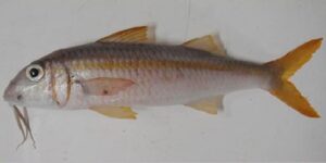 Fatcho salmonete  Scientific name: Mullus surmuletus  Family: Mullidae  Species: Demersais