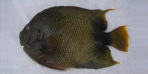 Feiticeira  Scientific name: Holacanthus africanus  Family: Chaetodontidae  Species: Demersais