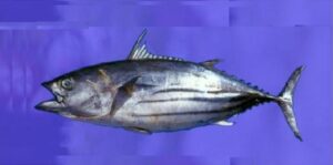 Gaiado  Scientific name: Katsuwonus pelamis  Family: Scombridae  Species: Grandes  Pelágicos
