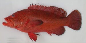 Garoupa  Scientific name: Cephalopholis taeniops  Family: Serranidae  Species: Demersais