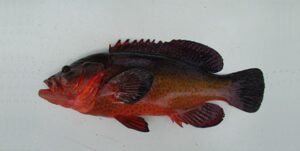 Garoupa  Scientific name: Cephalopholis taeniops  Family: Serranidae  Species: Demersais