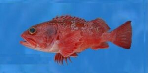Garoupa de Madeira  Scientific name: Helicolenus dactylopterus  Family: Scorpaenidae Species: Demersais