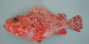 Garoupa Madeira  Scientific name: Scorpaena elongata  Family: Scorpaenidae  Species: Demersais