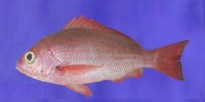Goraz  Scientific name: Lutjanus agennes  Family: Lutjanidae  Species: Demersais