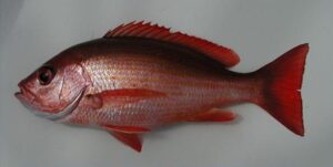 Goraz  Scientific name: Lutjanus  fulgens  Family: Lutjanidae  Species: Demersais