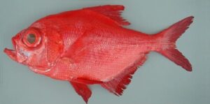 Imperador  Scientific name: Beryx decadactylus  Family: Berycidae  Species: Demersais