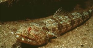 Lagarto-do-Mar  Scientific name: Synodus synodus  Family: Synodontidae  Species: Demersais