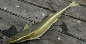 Lapador, Pegador, Piolho  Scientific name: Remora remora  Family: Echeneidae  Species: Espécie Pelágica