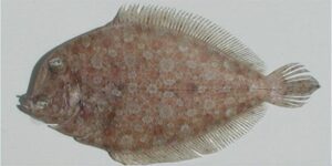 Linguado  Scientific name: Bothus podas  Family: Bothidae  Species: Demersais