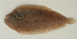 Linguado  Scientific name: Solea lascaris  Family: Soleidae  Species: Demersais