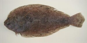Linguado  Scientific name: Syacium micrurum  Family: Bothidae  Species: Demersais