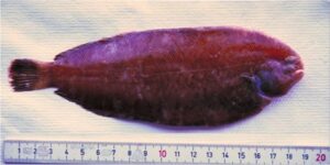 Linguado  Scientific name: Dicologlossa cuneata  Family: Soleidae  Species: Demersais
