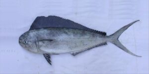 Lobo ou Dorada  Scientific name: Coryphaena equiselis  Family: Coryphaenidae  Species: Demersais