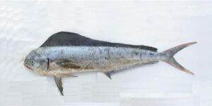 Lobo ou Dourado  Scientific name: Coryphaena hippurus  Family: Coryphaenidae  Species: Demersais