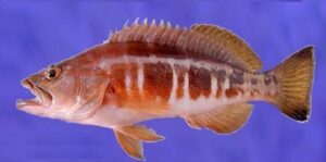 Manelinha  Scientific name: Serranus atricauda  Family: Serranidae  Species: Demersais