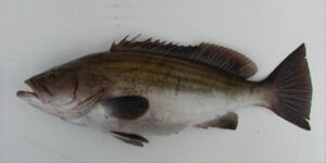 Merato, Cherne  Scientific name: Epinephelus guaza  Family: Serranidae  Species: Demersais