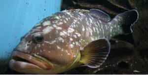 Mero, Mero Bedjo,Marelaço  Scientific name: Epinepherus marginatus  Family: Serranidae Species: Demersais