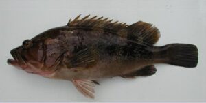 Mero,Cherne,Merato  Scientific name: Epinephelus aeneus  Family: Serranidae  Species: Demersais