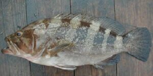 Merote  Scientific name: Epinephelus goreensis  Family: Serranidae  Species: Demersais