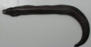 Moreia  Scientific name: M. augusti  Family: Muraenidae  Species: Demersais