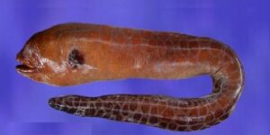 Moreia Cronca  Scientific name: Muraena robusta  Family: Muraenidae  Species: Demersais