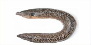 Moreia Pintada  Scientific name: Muraena melanotis  Family: Muraenidae  Species: Demersais