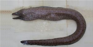 Moreia Pintada  Scientific name: Gymnothorax polygonius  Family: Muraenidae  Species: Demersais