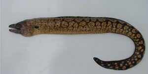 Moreia Pintada  Scientific name: Muraena helena  Family: Muraenidae  Species: Demersais