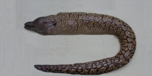 Moreia Pintada  Scientific name: Muraena helena  Family: Muraenidae  Species: Demersais