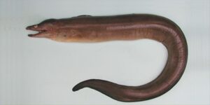 Moreia Preta  Scientific name: Gymnothorax vicinus  Family: Muraenidae  Species: Demersais