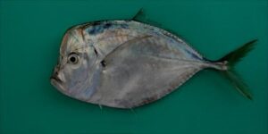 Pampo, Corcovado  Scientific name: Selene dorsalis  Family: Carangidae  Species: Pequenos Pelágicos