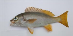 Papagaio  Scientific name: Parapristipoma humile  Family: Haemulidae  Species: Demersais