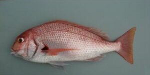 Pargo  Scientific name: Pargus pargus  Family: Sparidae  Species: Demersais