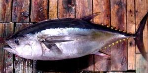 Patudo ou Cala  Scientific name: Thunnus Obesus  Family: Scombridae  Species: Grandes  Pelágicos
