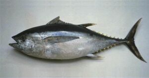 Patudo ou Cala  Scientific name: Thunnus Obesus  Family: Scombridae  Species: Grandes  Pelágicos