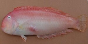 Peixe Elefante, Cachorro  Scientific name: Xyrichtys novacula  Family: Labridae Species: Demersais
