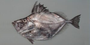 Peixe Galo  Scientific name: Zenopsis conchifer  Family: Zeidae  Species: Demersais