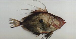 Peixe Galo  Scientific name: Zeus faber  Family: Zeidae  Species: Espécie Pelágica