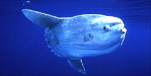Peixe Lua  Scientific name: Mola mola  Family: Molidae  Species: Espécie Pelágica
