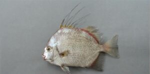 Peixe Pa, Gole  Scientific name: Chaetodipterus lippei  Family: Gobiidae  Species: Demersais