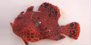 Peixe Pescador  Scientific name: Antennarius pardalis  Family: Antennariidae  Species: Demersais
