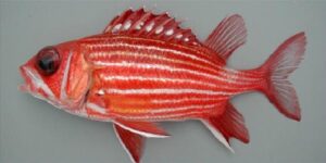 Peixe Rei  Scientific name: Adioryx hastatus  Family: Holocentridae  Species: Demersais
