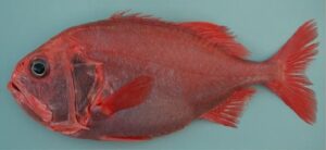 Peixe Relógio  Scientific name: Gephyroberyx darwini  Family: Trachichthyidae  Species: Demersais