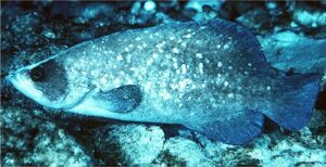 Peixe Sabão  Scientific name: Rypticus saponaceus  Family: Serranidae  Species: Demersais