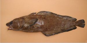 Peixe-Safio, Abrota  Scientific name: Phycis phycis  Family: Phycidae  Species: Demersais
