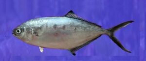 Pelombeta  Scientific name: Trachinotus ovatus  Family: Carangidae  Species: Pequenos Pelágicos